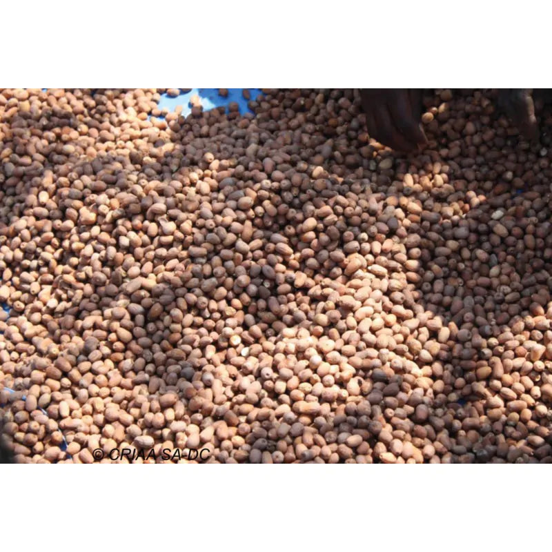 Namibian Naturals Ximenia Americana Seed Oil - 50ml